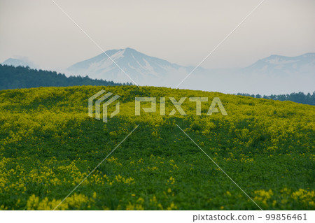 Hill and mountain range with yellow flowers in full bloom 99856461