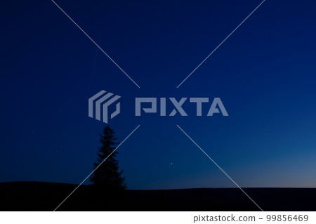 Spring sunset sky and pine trees @ Biei town 99856469