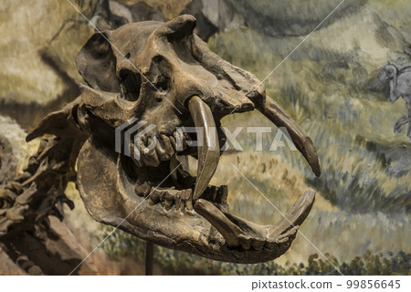 Fossil skull of extinct Astrapotherium magnum, Fossil skull of extinct Astrapotherium magnum, 99856645