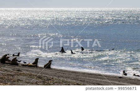 Killer whale hunting sea lions, Peninsula valdes, Patagonia Argentina Killer whale hunting sea lions, Peninsula valdes, Patagonia Argentina 99856671