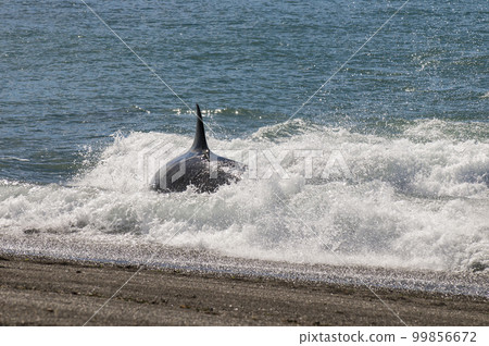 Killer whale hunting sea lions, Peninsula valdes, Patagonia Argentina Killer whale hunting sea lions, Peninsula valdes, Patagonia Argentina 99856672