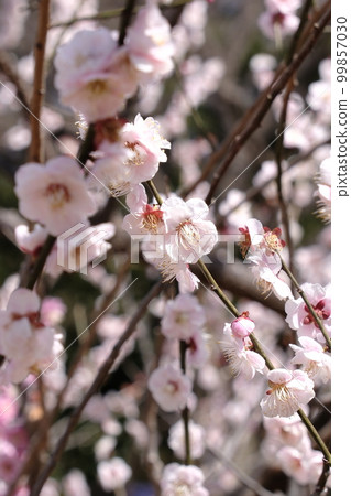 Plum blossom picture 99857030