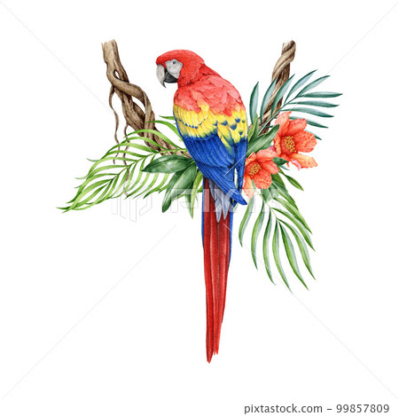 Red macaw bird on the twisted vine creeper with tropical leaves and flowers decor. Watercolor parrot illustration. Beautiful tropical bird with lush palm leaves, bright flowers decoration Red macaw bird on the twisted vine creeper with tropical leaves and flowers decor. Watercolor parrot illustration. Beautiful tropical bird with lush palm leaves, bright flowers decoration 99857809