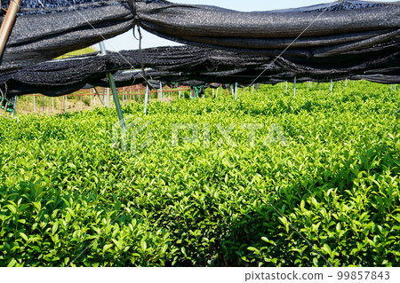 茶園和芝士蛋糕 茶園和芝士蛋糕 99857843