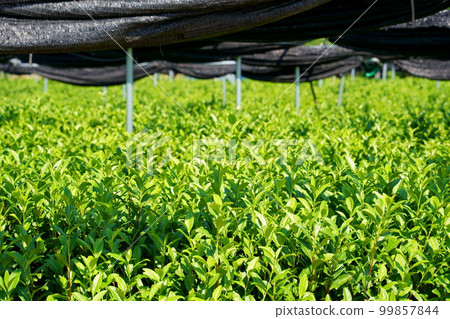 茶園和芝士蛋糕 茶園和芝士蛋糕 99857844