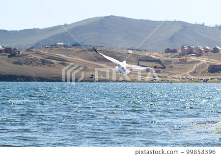 Flying Gulls on Lake Baikal mounts 99858396