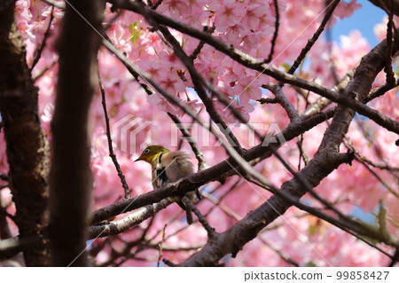 White-eye resting on cherry branch White-eye resting on cherry branch 99858427