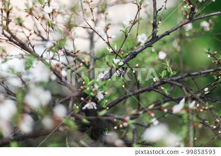 A large bumblebee pollinates flowering cherry in spring 99858593