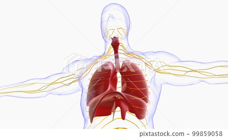 human lungs with trachea anatomy for medical concept 3D rendering human lungs with trachea anatomy for medical concept 3D rendering 99859058