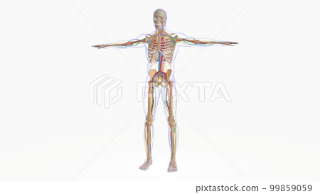 Human skeleton anatomy for medical concept 3D illustration 99859059