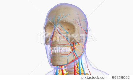 Human skeleton anatomy for medical concept 3D illustration 99859062