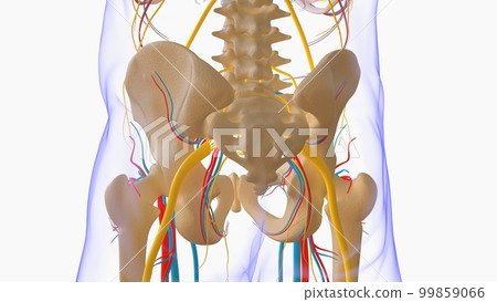 Human skeleton anatomy for medical concept 3D illustration 99859066