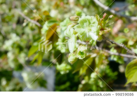 綠櫻花初開（Gyoi Kizakura）～柔焦版～3:2版 99859086