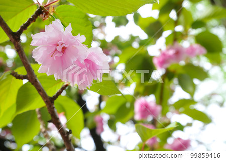 Double cherry blossoms in full bloom - 3:2 version Double cherry blossoms in full bloom - 3:2 version 99859416