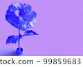blue rose and purple background 99859683