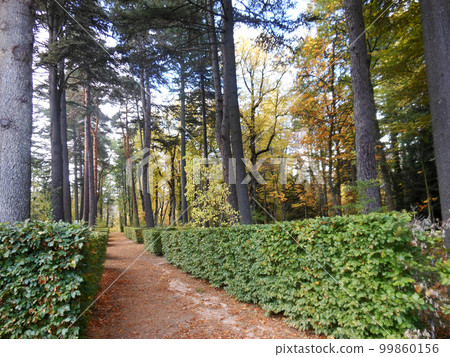 Romantic walk among dry leaves in autumn Romantic walk among dry leaves in autumn 99860156