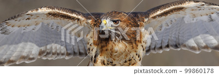 Red-tailed Hawk with open wings close-up, Quebec, Canada 99860178