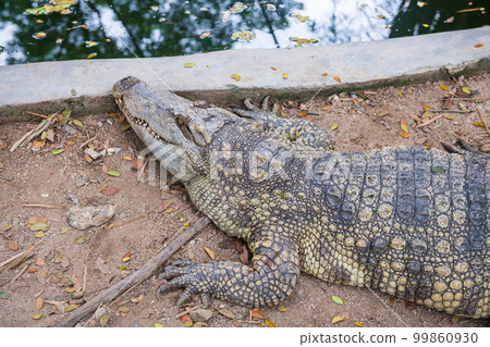 Smiling big crocodile or alligator by top view portrait 99860930