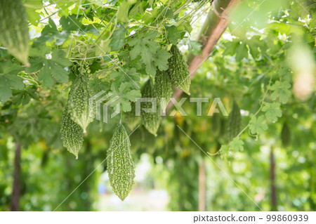 Organic wild bitter gourd hanging on roof greenhouse at harvest 99860939