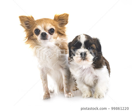 puppy Shih Tzu and chihuahua puppy Shih Tzu and chihuahua 99861220