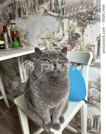 a beautiful blue British cat is sitting on a chair a beautiful blue British cat is sitting on a chair 99861466