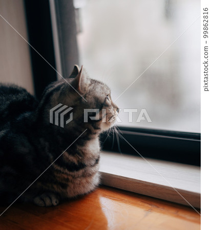 Lonely image of a cat staring outside 99862816