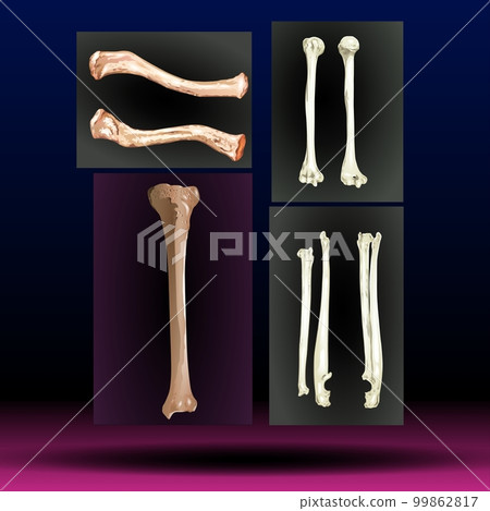 Bones - Legs - Body Parts - Limb - Hand - Arm Bones - Legs - Body Parts - Limb - Hand - Arm 99862817