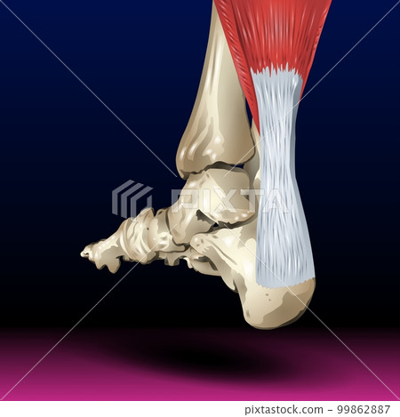 Back Leg Bone - Body Parts - Organ - Pharma Back Leg Bone - Body Parts - Organ - Pharma 99862887