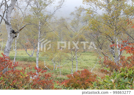 Wetlands in Autumn (Tanohara Wetlands, Shiga Kogen, Yamanouchi Town, Nagano Prefecture) Wetlands in Autumn (Tanohara Wetlands, Shiga Kogen, Yamanouchi Town, Nagano Prefecture) 99863277