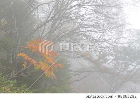 A mountain covered with fog in autumn (Shiga Kogen, Yamanouchi Town, Nagano Prefecture) 99863282