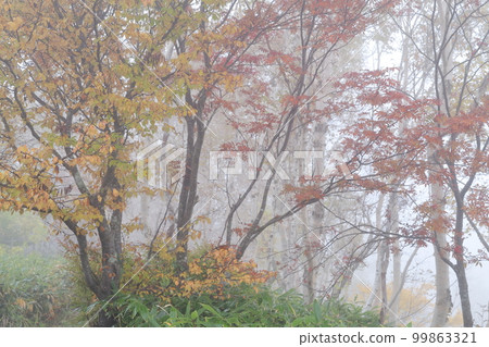 A mountain covered with fog in autumn (Shiga Kogen, Yamanouchi Town, Nagano Prefecture) A mountain covered with fog in autumn (Shiga Kogen, Yamanouchi Town, Nagano Prefecture) 99863321