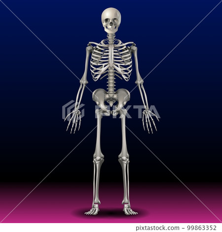 Skeleton - Bone - Skull - Illustration - Body - Hand - Art Skeleton - Bone - Skull - Illustration - Body - Hand - Art 99863352
