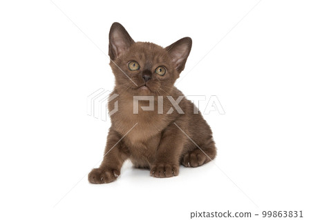 Small European burmese kitten looks up Small European burmese kitten looks up 99863831