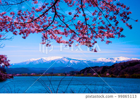 Michinoku Miyagi Zao Thirty-six Views Kamafusa Dam Sakura Michinoku Miyagi Zao Thirty-six Views Kamafusa Dam Sakura 99865113