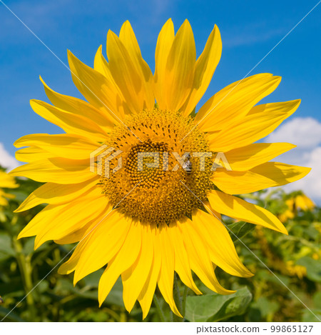 Sunflower flower on the background of a field and blue sky. 99865127