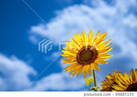 今年夏天又來了 今年夏天又來了 99865135