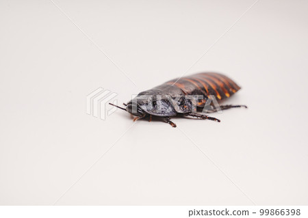 a large hissing Madagascar cockroach on a white surface. a large hissing Madagascar cockroach on a white surface. 99866398