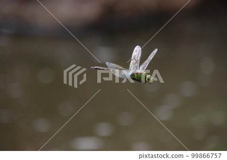 Ginyanma [In Shimo, Chiba City, Chiba Prefecture] 99866757