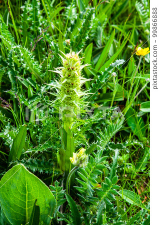 Morina chinensis of the family Loniceraceae, which blooms in Zhalang Temple, Dali County, Qinghai Province, China Morina chinensis of the family Loniceraceae, which blooms in Zhalang Temple, Dali County, Qinghai Province, China 99866888
