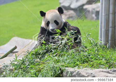 Beach eating bamboo deliciously Beach eating bamboo deliciously 99867384
