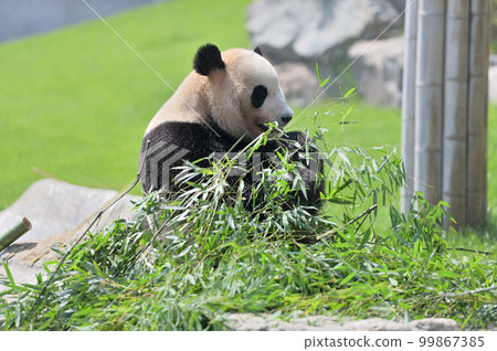 Beach eating bamboo deliciously Beach eating bamboo deliciously 99867385