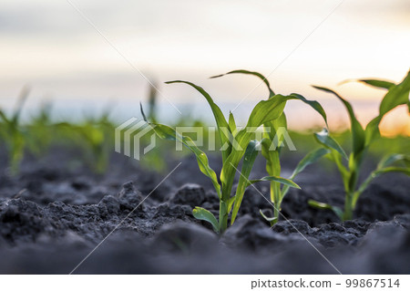 Close up low angle view at row of young corn stalks at field spring time in a sunset. Close up low angle view at row of young corn stalks at field spring time in a sunset. 99867514