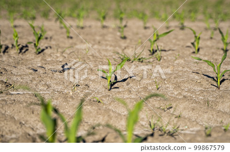Agriculture concept. Agricultural scene with corn's sprouts on a field closeup. Agriculture concept. Agricultural scene with corn's sprouts on a field closeup. 99867579