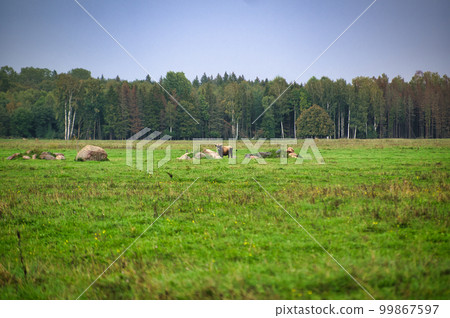 A group of endangered wild mustangs and cows graze on a vast meadow, surrounded by idyllic countryside. The majestic animals are free-roaming and enjoy the peaceful serenity of their natural habitat 99867597