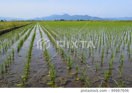 種植後兩週的稻田 種植後兩週的稻田 99867606