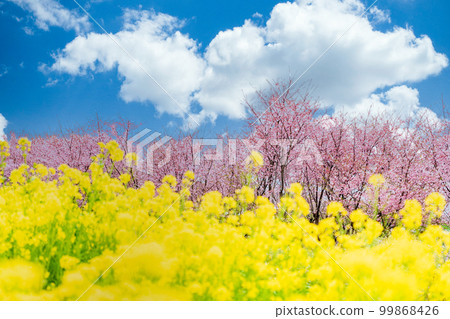 “埼玉縣”見沼稻田的油菜花和河津櫻花 “埼玉縣”見沼稻田的油菜花和河津櫻花 99868426