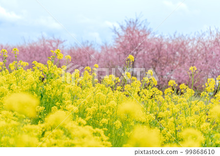 "Saitama Prefecture" Rape blossoms and Kawazu cherry blossoms in the Minuma rice field "Saitama Prefecture" Rape blossoms and Kawazu cherry blossoms in the Minuma rice field 99868610