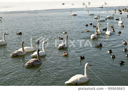 Migratory birds in Takamatsu pond Migratory birds in Takamatsu pond 99868663