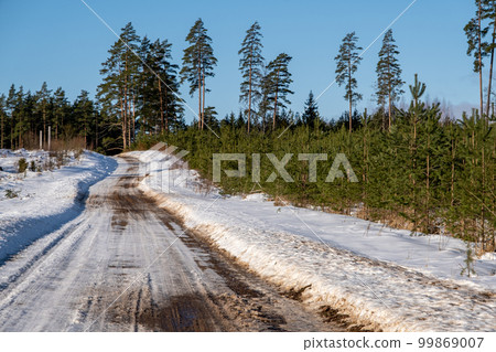 Young green pine saplings grow in a sawn forest. Winter, snow lies on the ground. Forestry and afforestation Young green pine saplings grow in a sawn forest. Winter, snow lies on the ground. Forestry and afforestation 99869007