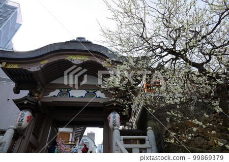 湯島天神梅花節 99869379